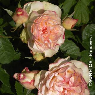 ©SUNFLOR - Primavera